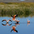 Lanzamiento de la Temporada de Observación de Aves en Neuquén
