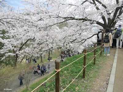 plum celebration, Japan