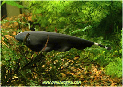 makanan ikan black ghost