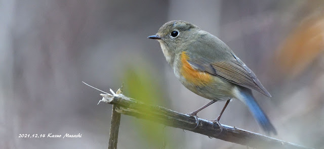 宮城の野鳥