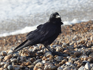 Carrion Crow