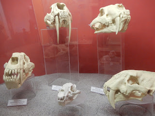 地中海歴史自然博物館の恐竜の頭骨