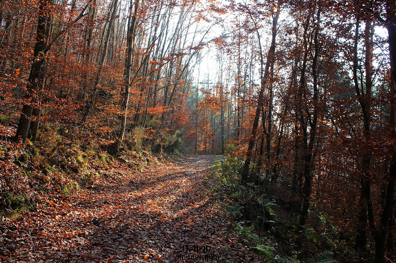 forêt d'eschbourg en automne