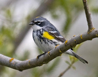 Photo of Yellow-rumped Warbler on branch