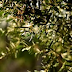 "Olive Oil: Nature's Hidden Gem for a Healthier Life"