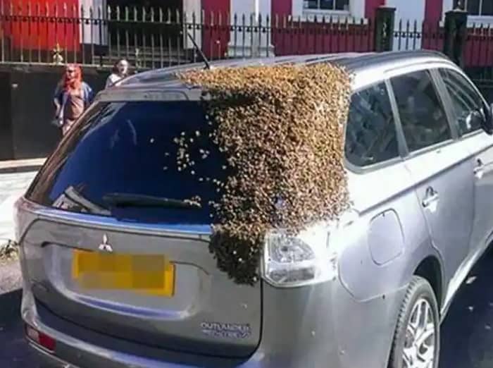 Why Did Twenty Thousand Bees Chase A Car For Two Days? | The Reason Will Totally Surprise You