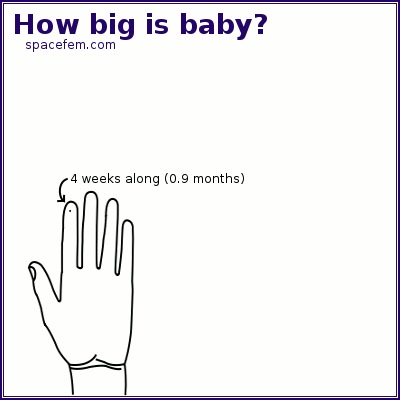 size of 4 week fetus compared to your hand