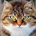 Some Amazing Facts About Cats That You Don't Know