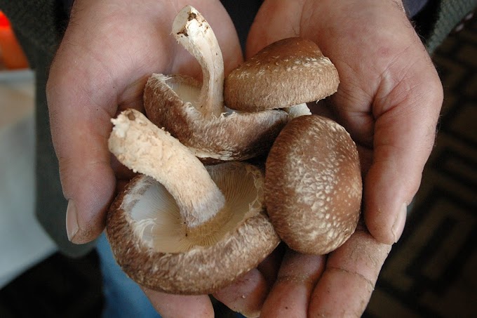  Can mushroom spawn be frozen? | Mushroom spawn | Biobritte mushroom lab