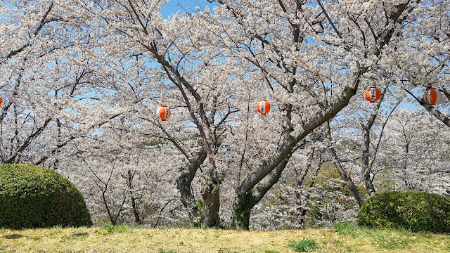 兵庫県赤穂市 赤穂御崎公園 桜