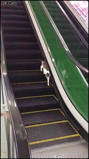 Funny Cat GIF • Young cat trying to get off the escalator but doesn't understand how it works [gif-ok-cats.com]