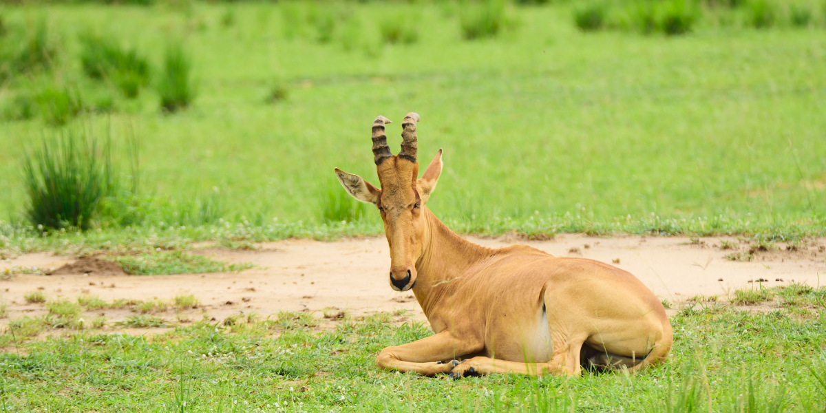 Lelwel hartebeest