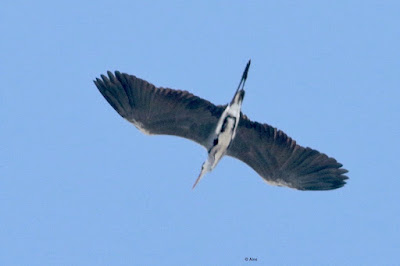Gray Heron