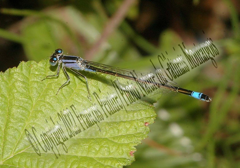 Agrion élégant