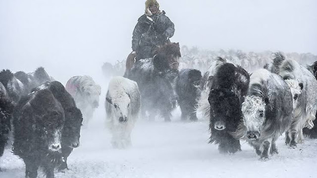 One of the coldest countries in the world is Mongolia.