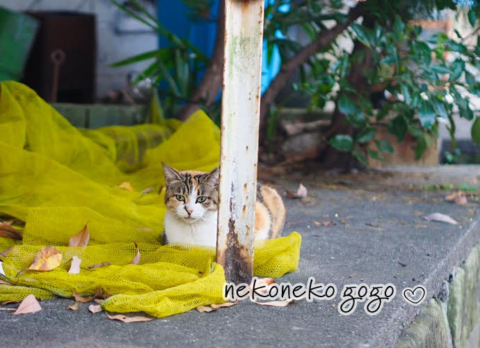 ねこ散歩で三毛猫さん