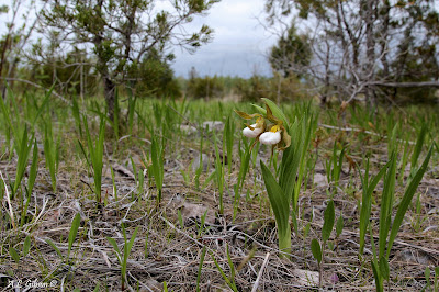 Cypripedium candidum - Small White Lady's Slipper care