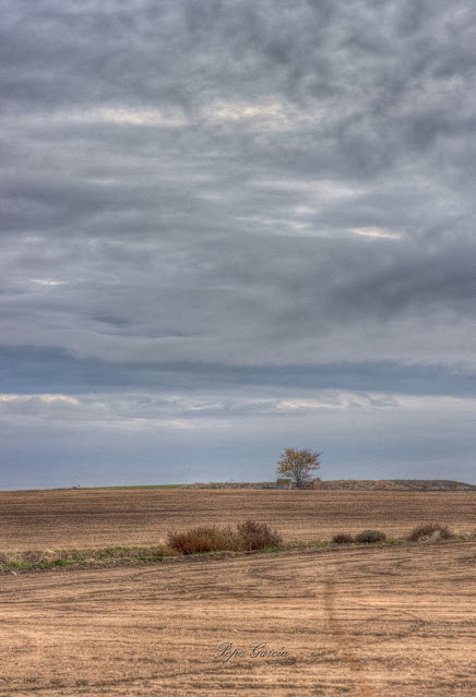 El árbol / Pepe García