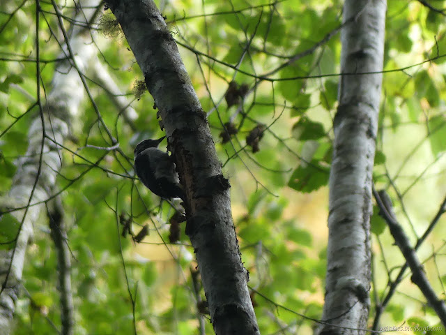 31: bird with sharp, straight beak and strong tail