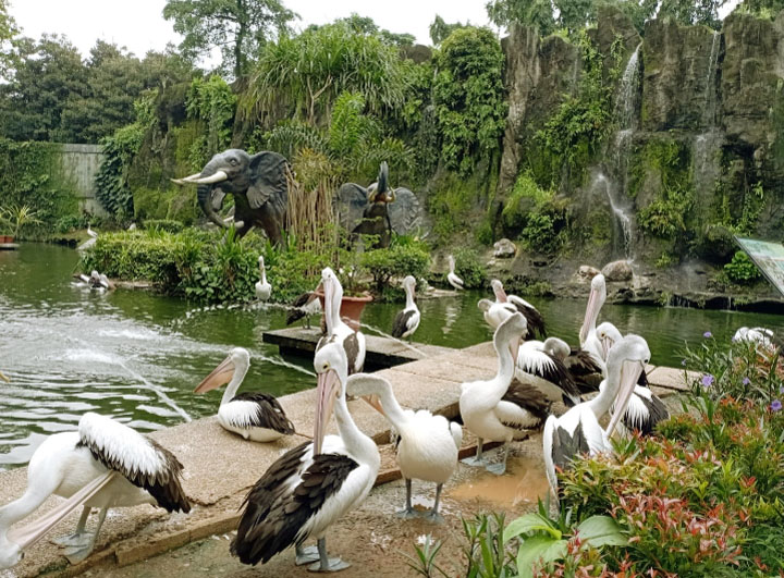 Kebun Binatang Ragunan Jakarta (zoo ragunan)