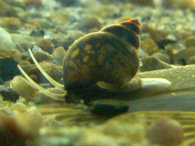 Freshwater snail is the third among the most dangerous animals in the world.