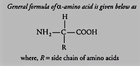 biomolecules class 11 ncert pdf