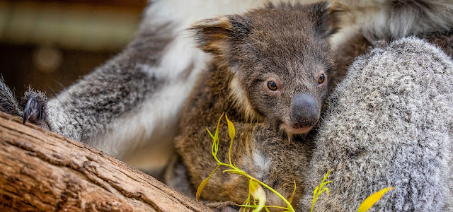 Australia Water Park Trip Tips