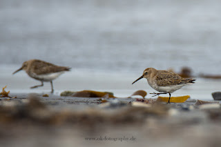 Wildlifefotografie Helgoland Düne Meerstrandläufer Alpenstrandläufer