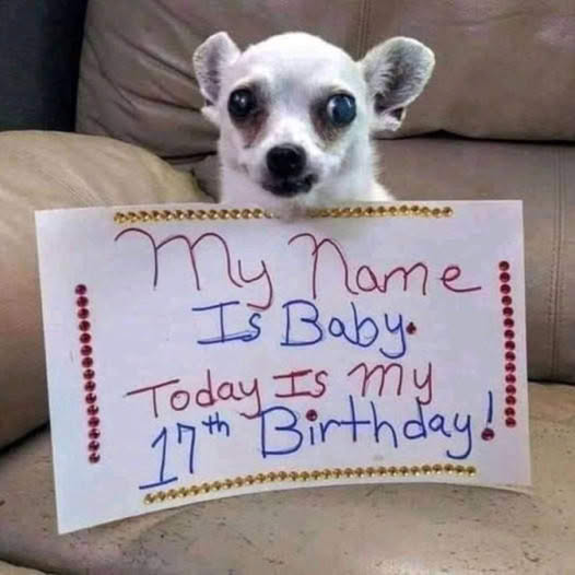 Hoy es mi cumpleaños, pero aún no he recibido ninguna bendición. Puede que me ponga a llorar.🥲🎉🎂 ‎