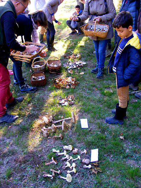 Sorting fungi to be identified after an outing, Indre et Loire, France. Photo by Loire Valley Time Travel.