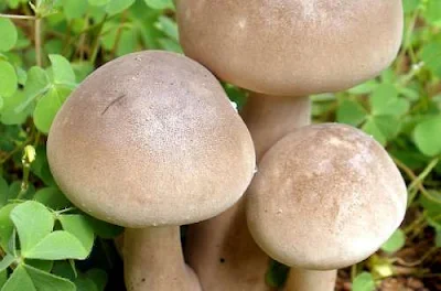 Mushroom farming training in Gambia