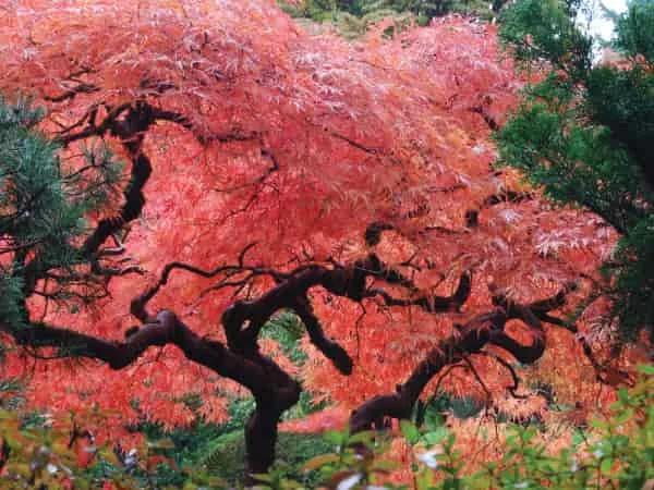 Arce japonés (Acer Palmatum)