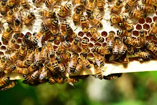 www.beekeepingindia.in