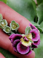 auricula семена аурикул селекция аурикул селекция примул