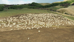 Sheep in a paddock thinking about running away