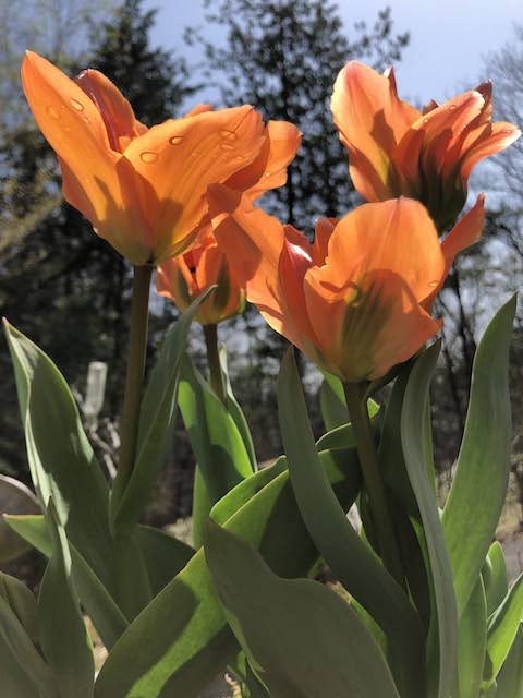 Tulip named for the 20th anniversary of Disneyland Paris.