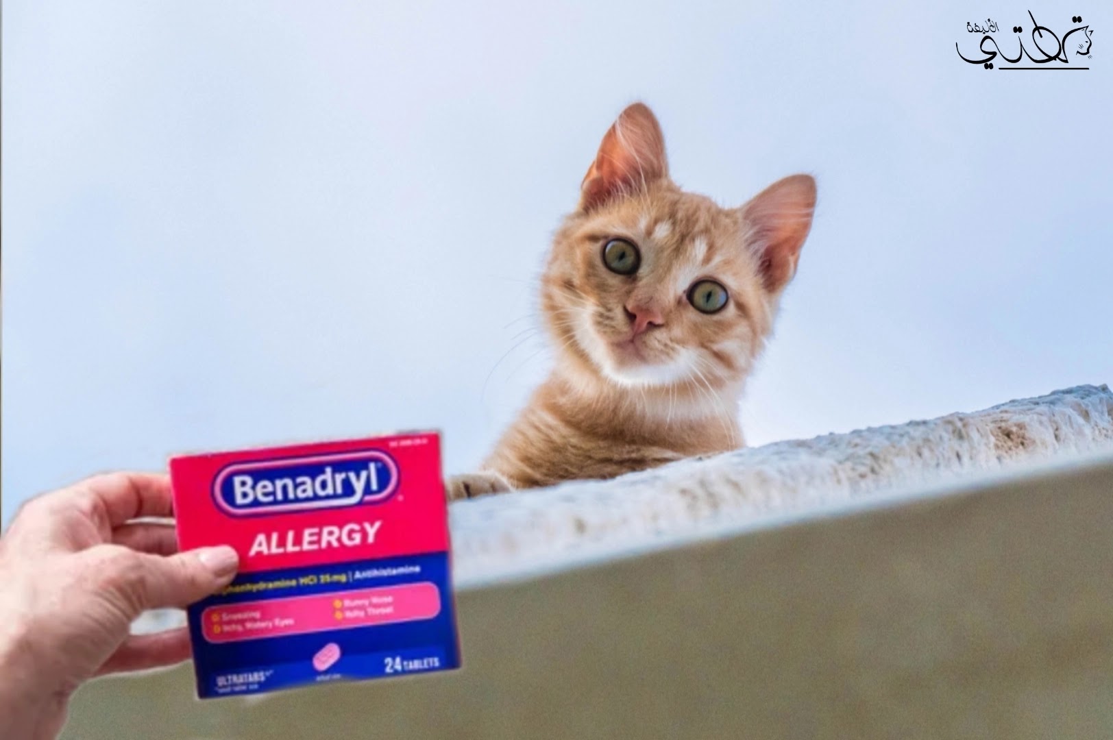 عقار ودواء بينادريل Benadryl للقطط دواعي استخدامه وجرعته وآثاره الجانبية