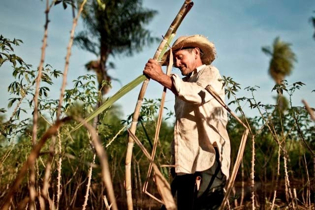 Cuba cuenta con inversión venezolana para rescatar producción de azúcar