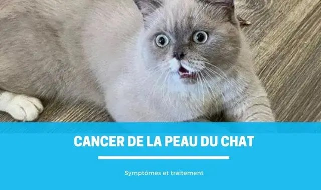 Cancer de la peau du chat