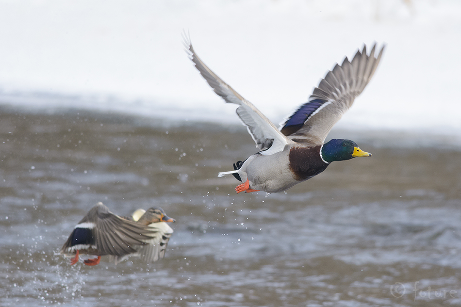 Sinikael-part, Anas platyrhynchos, Mallard, Greenhead, duck