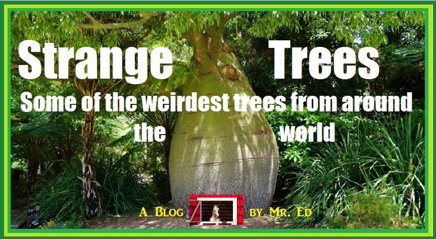 Strange Trees Around the World