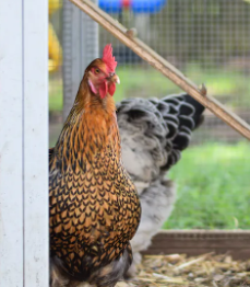 There’s nothing like the fresh eggs from your own hens