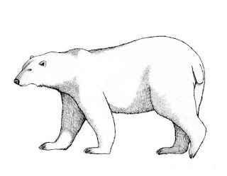 Polar bear coloring page