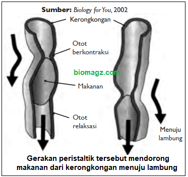 Gambar gerak peristaltik pada kerongkongan