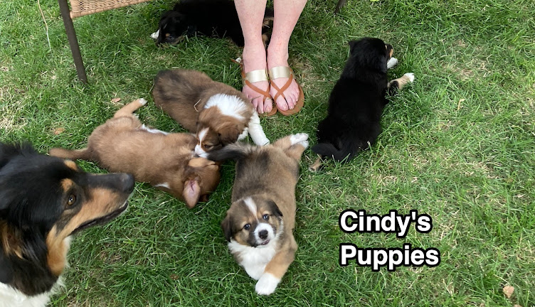 Cindy's puppies