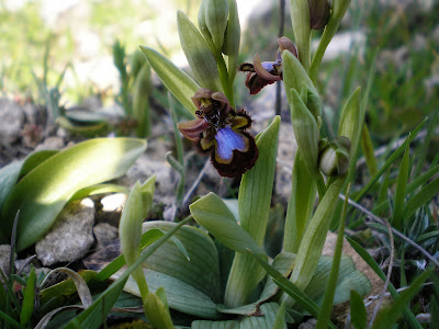 Ophrys speculum - Mirror orchid care