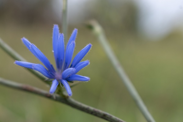 Fotografia macro de flores