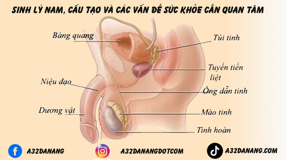 Sinh lý nam, cấu tạo, phát triển và các vấn đề sức khỏe cần quan tâm