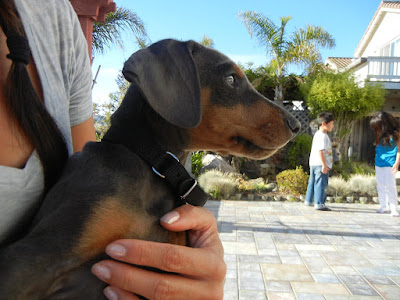 Doberman