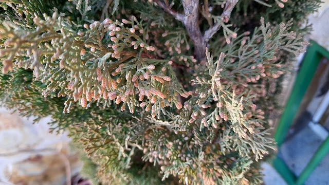 Ciprés (Cupressus sempervirens "Totem").